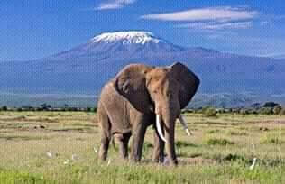 Amboseli National Park in Kajiado County - elephants with Kilimanjaro view