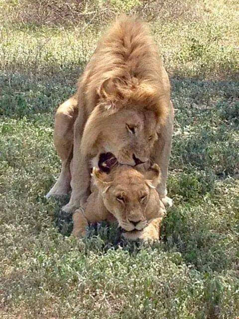 Lion resting in Masai Mara National Reserve