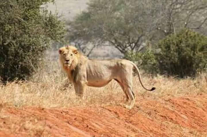 Tsavo National Park in Taita Taveta County - Kenya's largest park